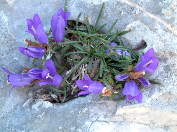 Edraianthus graminifolius / Campanula graminifolia